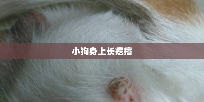 小狗身上长疙瘩