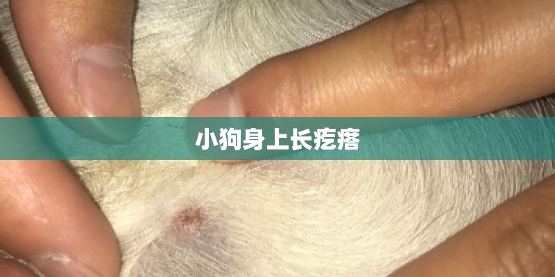 小狗身上长疙瘩