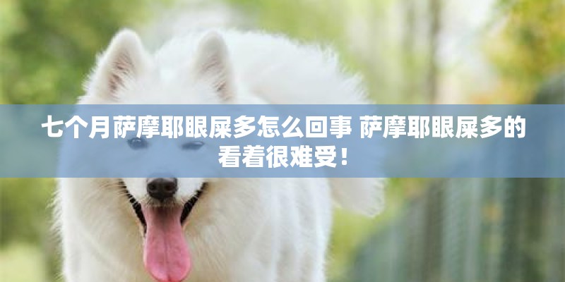七个月萨摩耶眼屎多怎么回事 萨摩耶眼屎多的看着很难受！