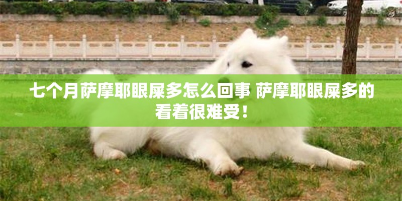 七个月萨摩耶眼屎多怎么回事 萨摩耶眼屎多的看着很难受！