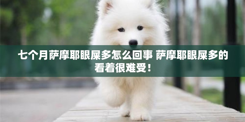 七个月萨摩耶眼屎多怎么回事 萨摩耶眼屎多的看着很难受！