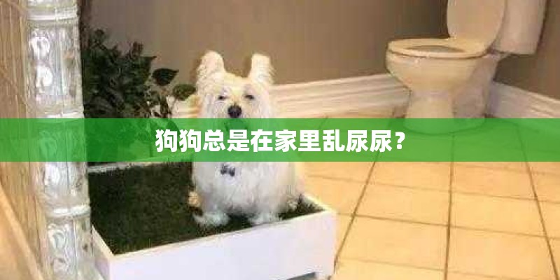 狗狗总是在家里乱尿尿？
