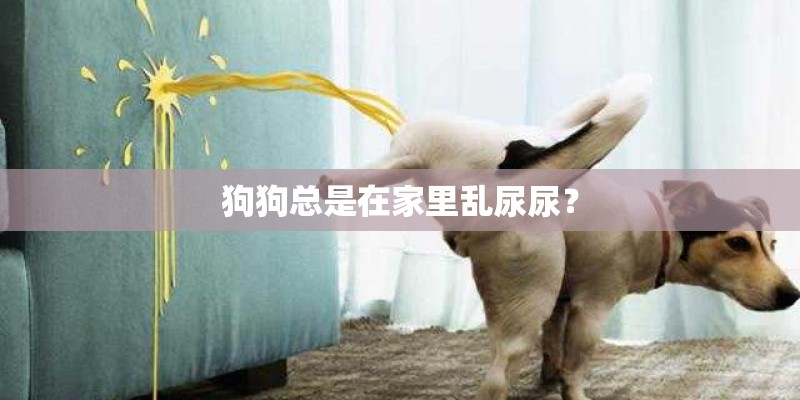 狗狗总是在家里乱尿尿？