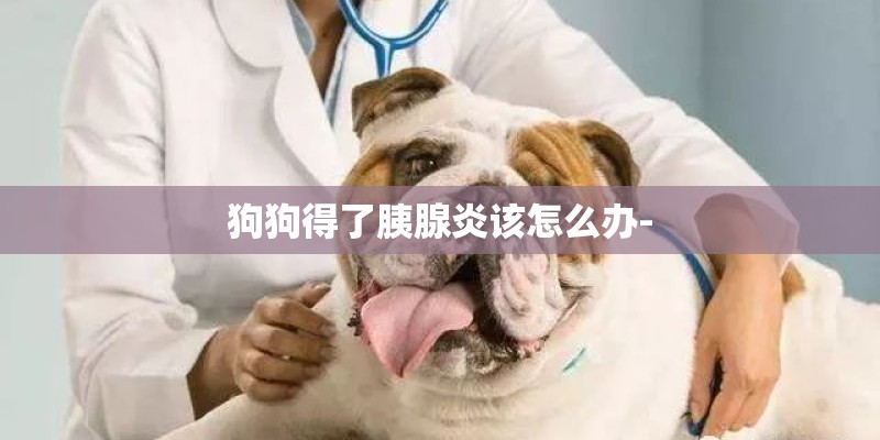 狗狗得了胰腺炎该怎么办-