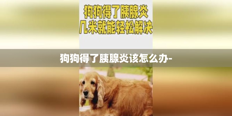狗狗得了胰腺炎该怎么办-