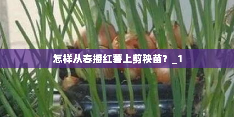 怎样从春播红薯上剪秧苗？_1