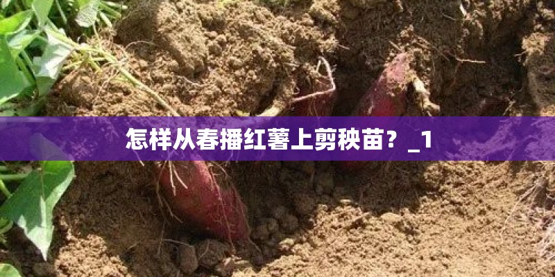 怎样从春播红薯上剪秧苗?_1 怎样从春播红薯上剪秧苗?_1