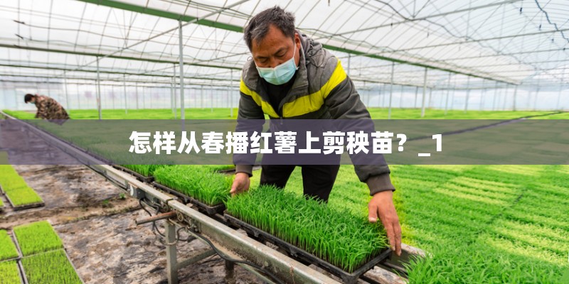 怎样从春播红薯上剪秧苗?_1 怎样从春播红薯上剪秧苗?_1