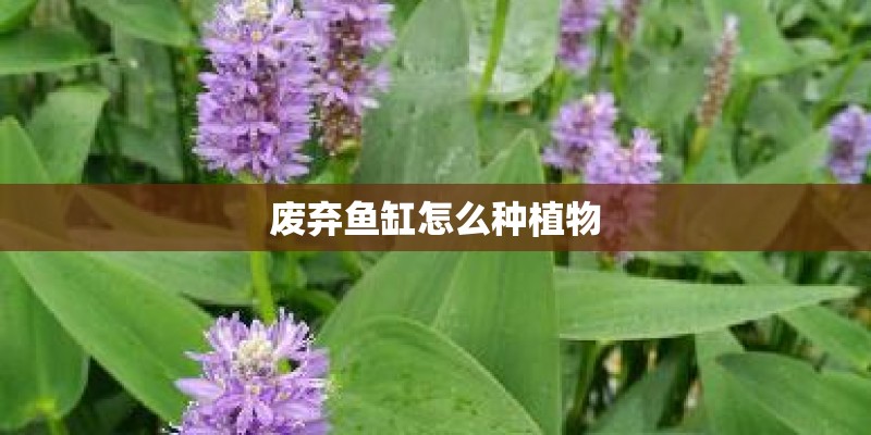 废弃鱼缸怎么种植物 废弃鱼缸怎么种植物