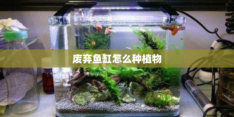 废弃鱼缸怎么种植物