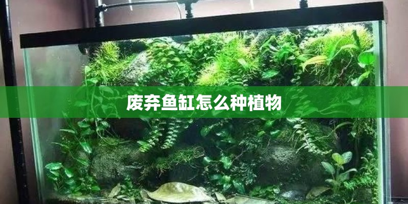废弃鱼缸怎么种植物 废弃鱼缸怎么种植物