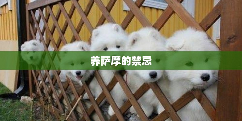 养萨摩的禁忌
