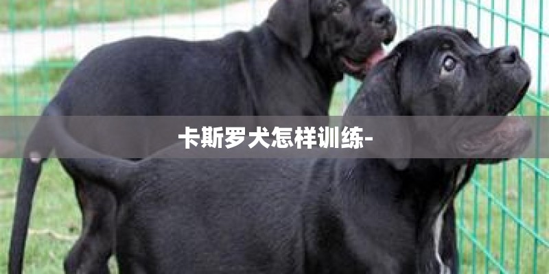 卡斯罗犬怎样训练-