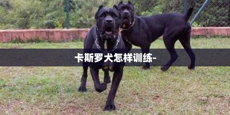 卡斯罗犬怎样训练- 卡斯罗犬怎样训练-