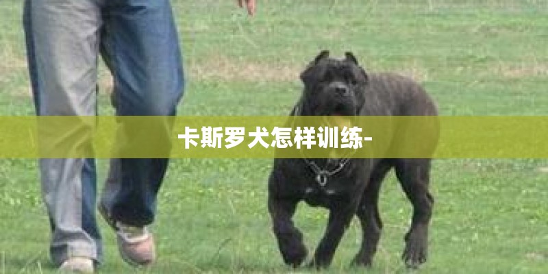 卡斯罗犬怎样训练- 卡斯罗犬怎样训练-