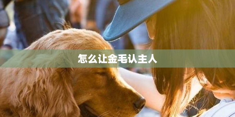 怎么让金毛认主人 怎么让金毛认主人