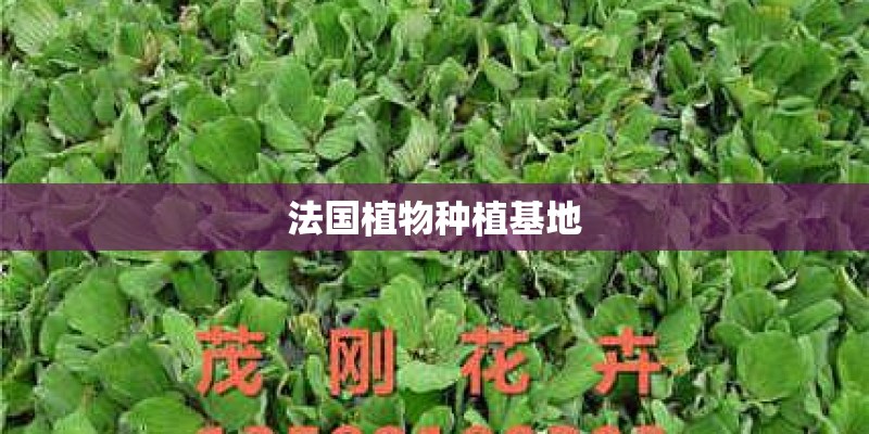 法国植物种植基地