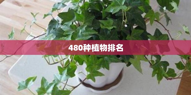 480种植物排名