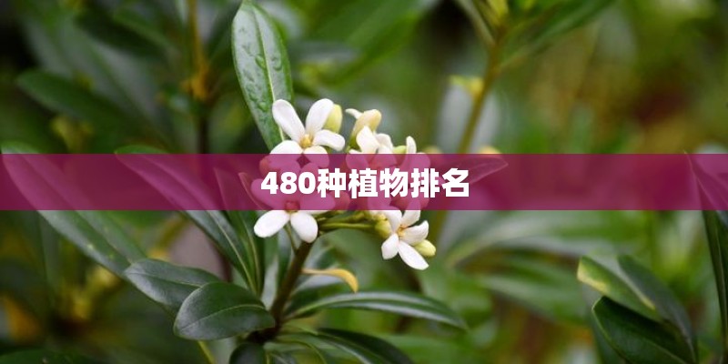 480种植物排名