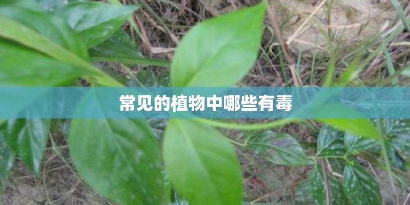 常见的植物中哪些有毒