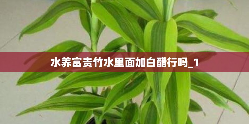 水养富贵竹水里面加白醋行吗_1