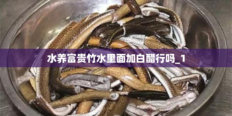 水养富贵竹水里面加白醋行吗_1 水养富贵竹水里面加白醋行吗_1