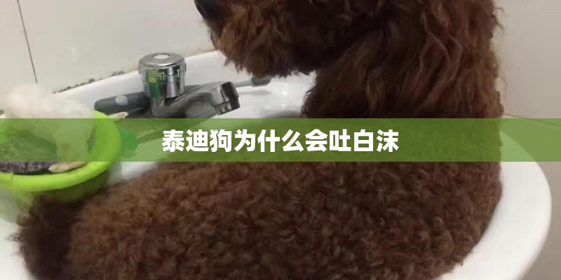 泰迪狗为什么会吐白沫