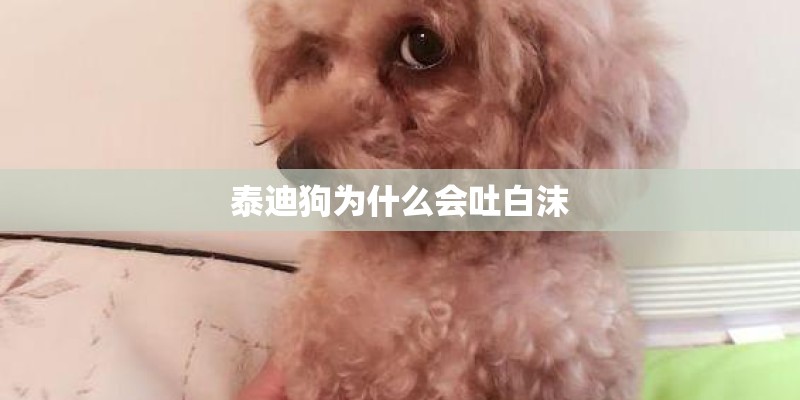 泰迪狗为什么会吐白沫 泰迪狗为什么会吐白沫