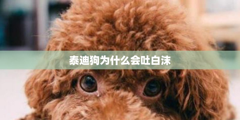 泰迪狗为什么会吐白沫 泰迪狗为什么会吐白沫