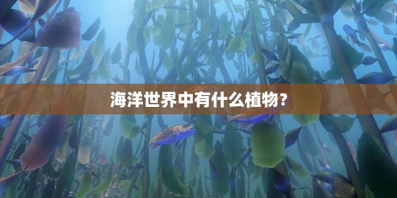 海洋世界中有什么植物？