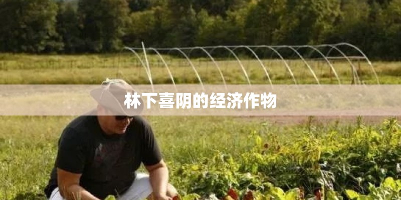 林下喜阴的经济作物