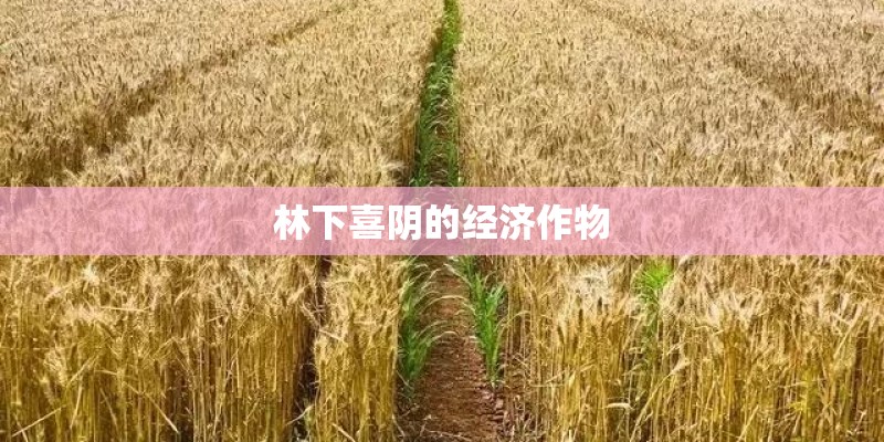 林下喜阴的经济作物