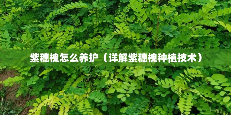 紫穗槐怎么养护（详解紫穗槐种植技术）