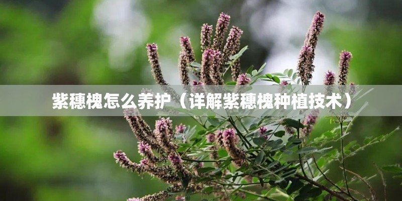 紫穗槐怎么养护(详解紫穗槐种植技术) 紫穗槐怎么养护(详解紫穗槐种植技术)
