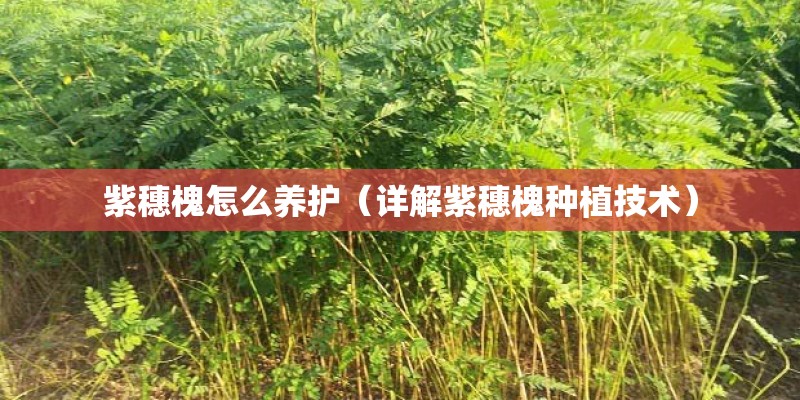 紫穗槐怎么养护(详解紫穗槐种植技术) 紫穗槐怎么养护(详解紫穗槐种植技术)