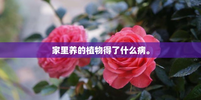 家里养的植物得了什么病。