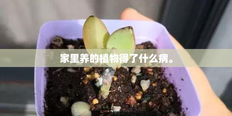 家里养的植物得了什么病。