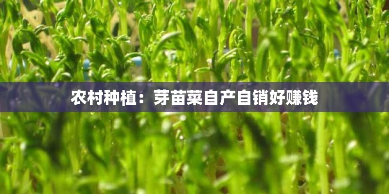 农村种植：芽苗菜自产自销好赚钱