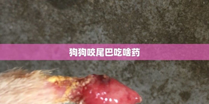 狗狗咬尾巴吃啥药