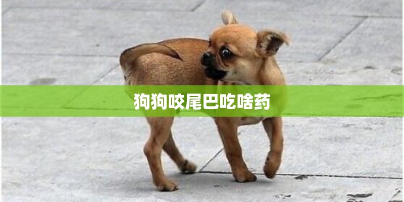 狗狗咬尾巴吃啥药 狗狗咬尾巴吃啥药