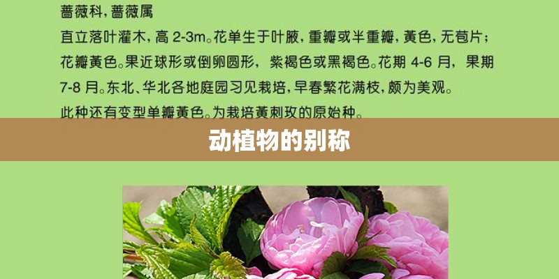 动植物的别称