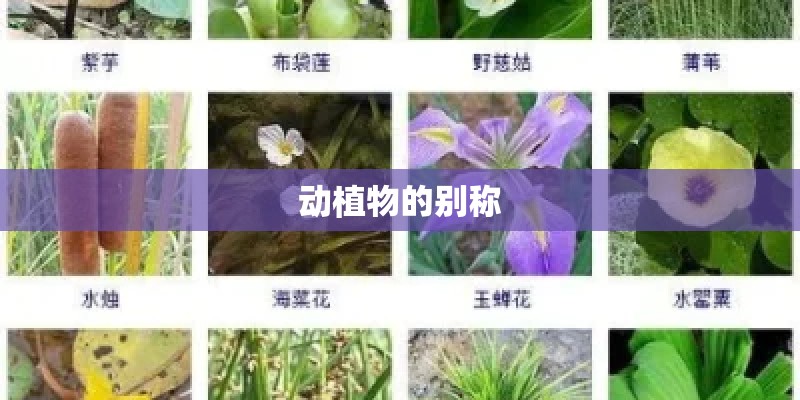 动植物的别称