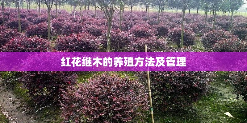 土拍预告-小窑湾8月12宗地集中入市 总面积超26万㎡