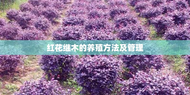 红花继木的养殖方法及管理 红花继木的养殖方法及管理