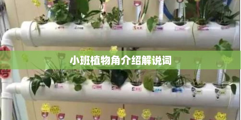 小班植物角介绍解说词 小班植物角介绍解说词