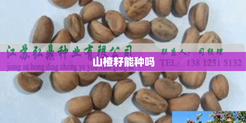 山楂籽能种吗