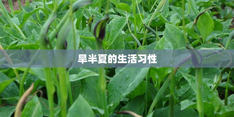 旱半夏的生活习性