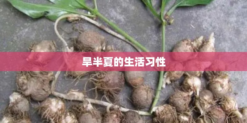旱半夏的生活习性