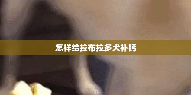 怎样给拉布拉多犬补钙