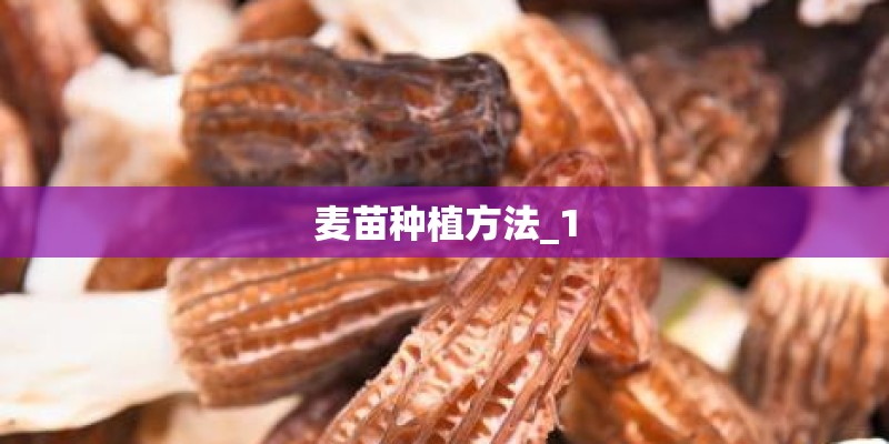 麦苗种植方法_1